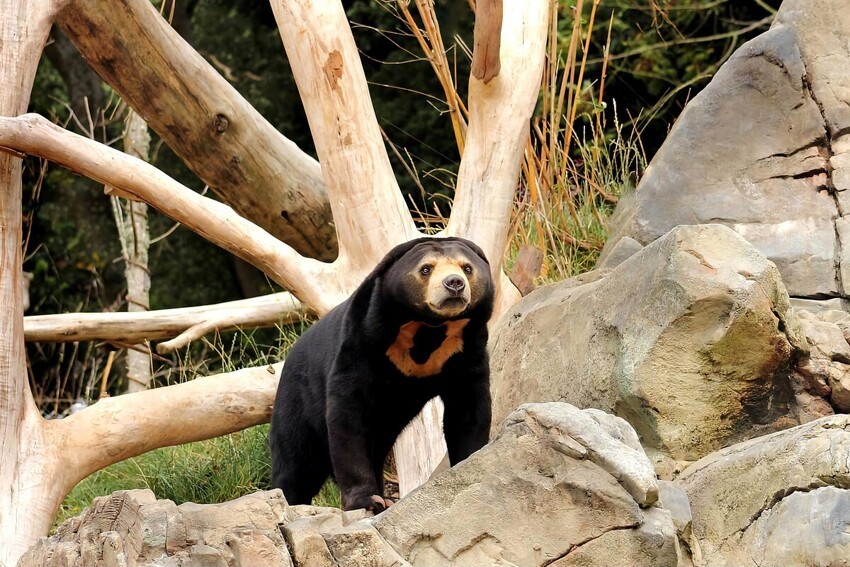 10 интересных фактов о самом мелком представителе медвежьих
