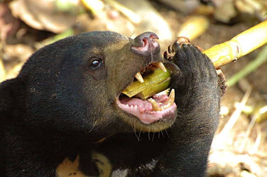 10 интересных фактов о самом мелком представителе медвежьих