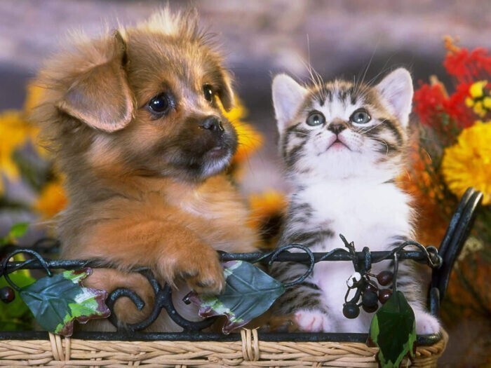 Большой Калейдоскоп фоток очаровательных щенят, котят и разных взрослых животинушек