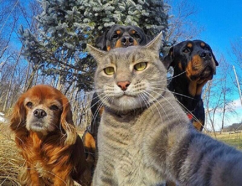 Большой Калейдоскоп фоток очаровательных щенят, котят и разных взрослых животинушек
