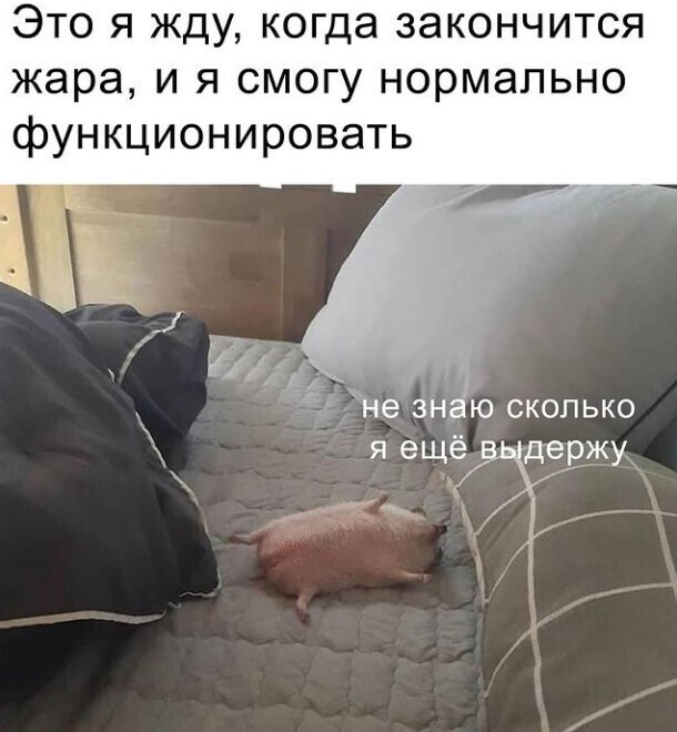 ... ну и о других, не менее забавных, зверушках