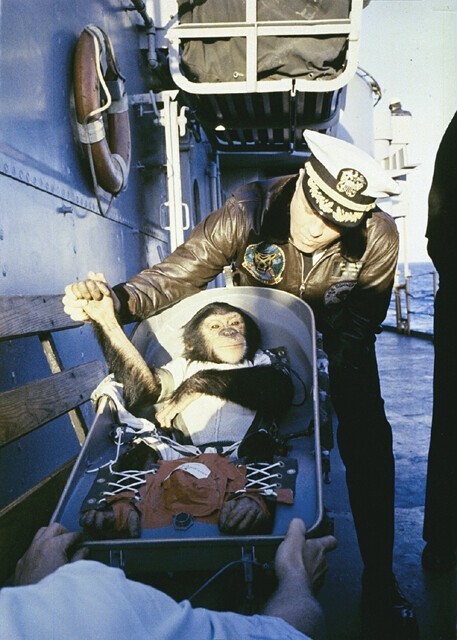 Герой поневоле: первый шимпанзе-астронавт Хэм