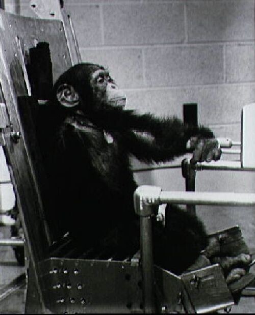 Герой поневоле: первый шимпанзе-астронавт Хэм
