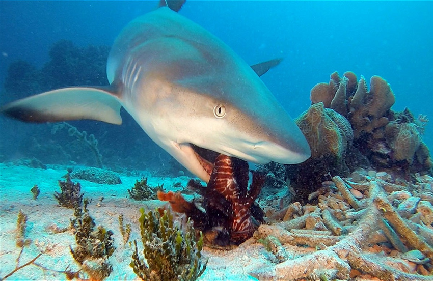Рифовая акула: «Питается страхом». Хищник чувствует работу нервной системы жертвы даже через стены и с силой ломится в её дом