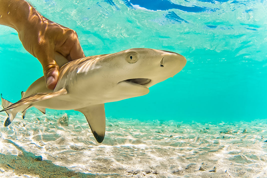Рифовая акула: «Питается страхом». Хищник чувствует работу нервной системы жертвы даже через стены и с силой ломится в её дом