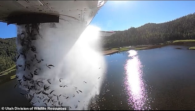 Рыбный дождь: в США проводят зарыбление водоемов с самолетов