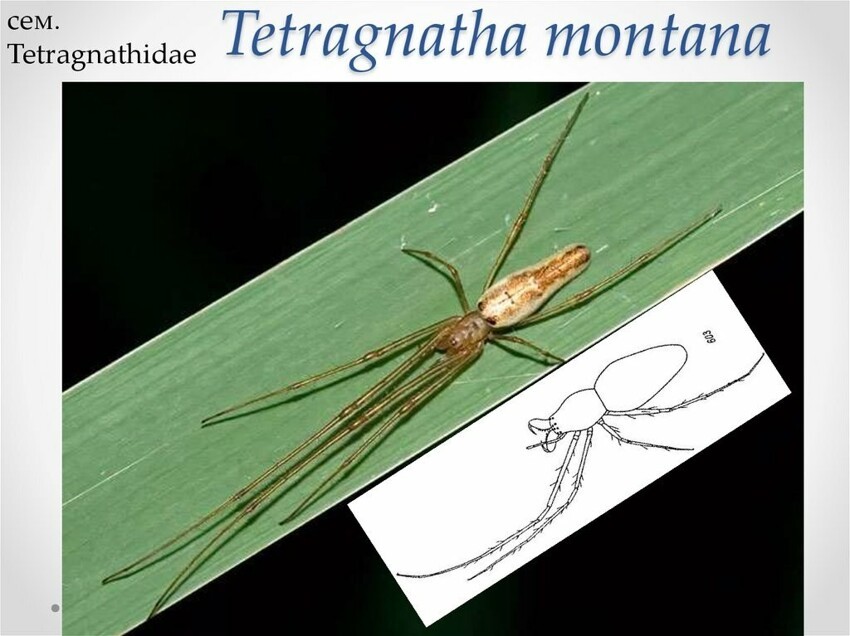 Тетрагната Монтана: Опасен ли дачный паук с очень длинными лапами? Странное поведение паука после «зомбирования» осой