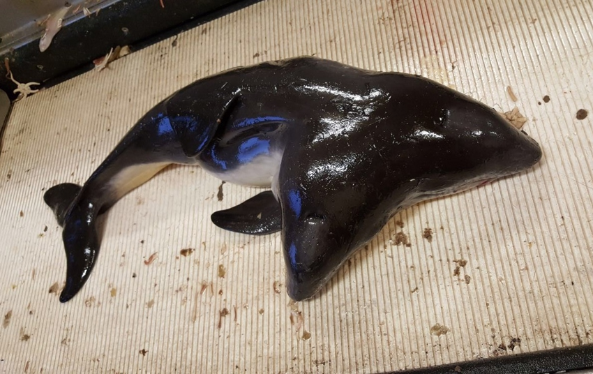 Обыкновенная морская свинья: Крошечные киты, которым по жизни не повезло, а над ними ещё и дельфины издеваются