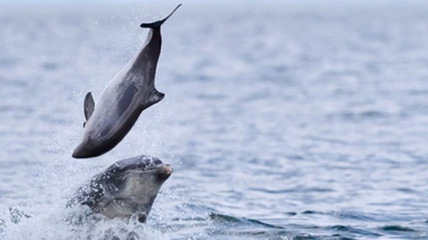 Обыкновенная морская свинья: Крошечные киты, которым по жизни не повезло, а над ними ещё и дельфины издеваются