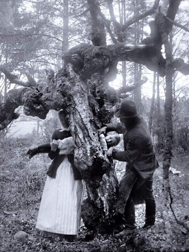 Попытка исцелить ребенка–рахитика путем протаскивания через полость в "целебном дереве", Швеция, 1918 год