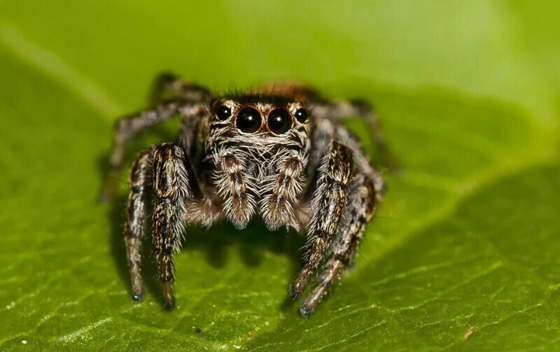 Шесть самых ядовитых пауков мира