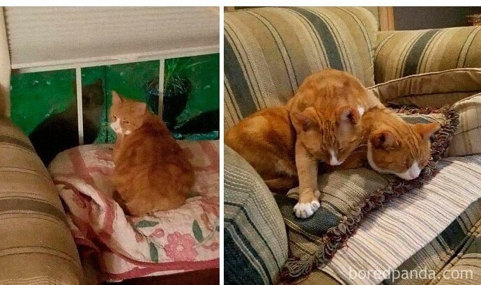 "Я спас местную бездомную кошку, забрав ее домой. А вскоре к ней стал заходить брат. У меня просто не было выбора"
