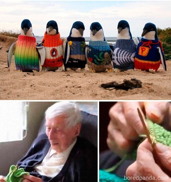 Самый пожилой житель Австралии вяжет свитеры для пигнвинов, пострадавших от разливов нефти