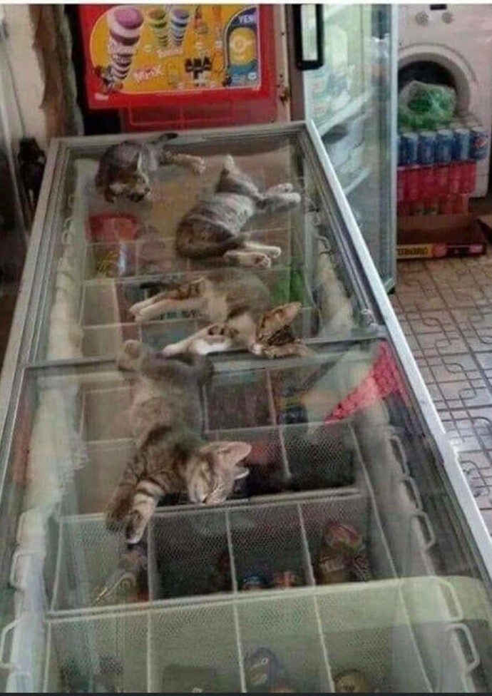 На улице жарко, поэтому продавщица разрешает местным котятам сидеть в магазине и спать на крышке холодильника