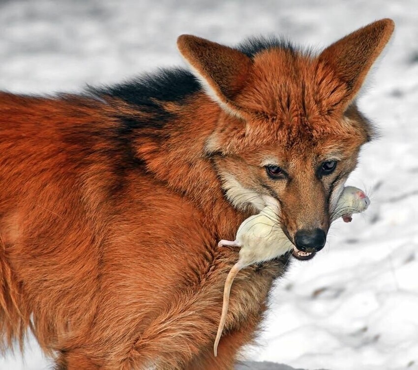 Красные волки: необычный и интересный зверь