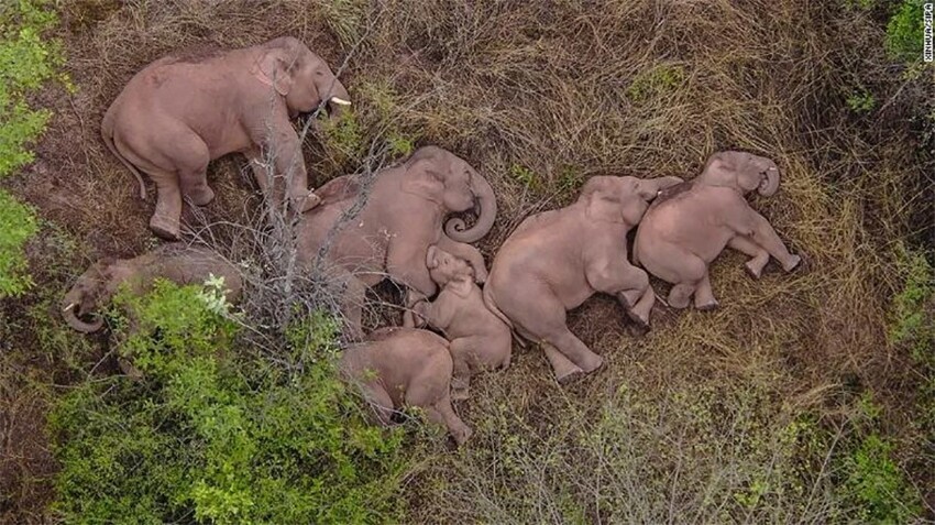 Новые звезды интернета. Зачем стадо слонов из Китая уже больше года идёт на север?