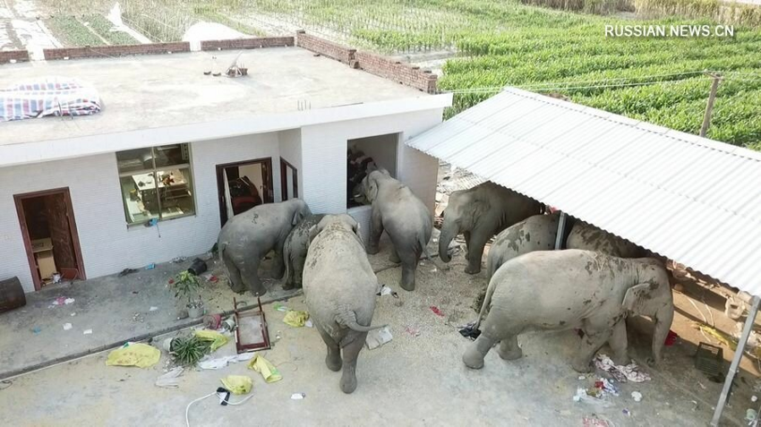Новые звезды интернета. Зачем стадо слонов из Китая уже больше года идёт на север?