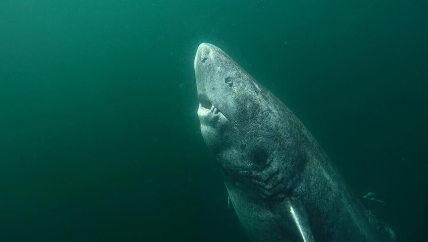 22. 392-летняя гренландская акула, блуждающая по океану с 1627 года