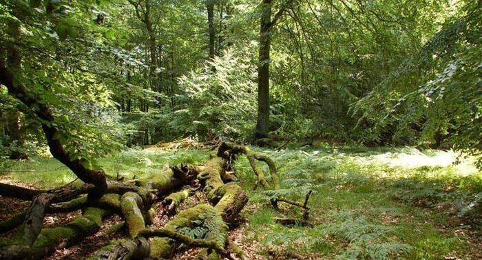 Буковый лес Серран Часть национального парка Мюриц. Площадь: 2,7 кв. км. Федеральная земля: Мекленбург-Передняя Померания. Дата создания: 1990 год.