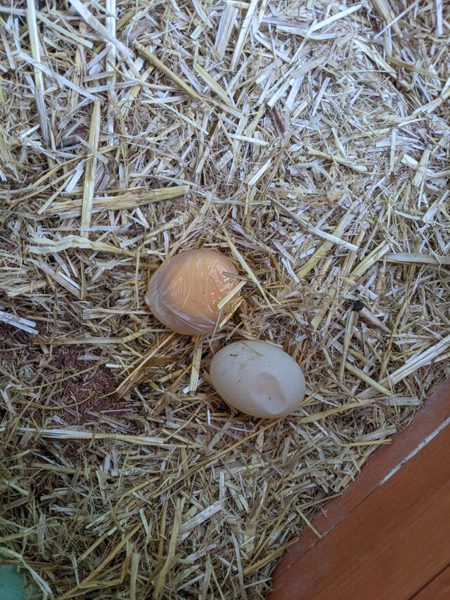 Курица снесла в один день: яйцо без скорлупы и скорлупу без яйца