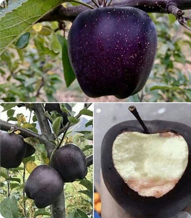 Этот сорт яблок называется "Чёрный бриллиант", Тибет