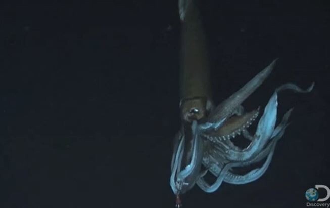 13. Прямо сейчас где-то в океане плавают гигантские кальмары размером с автобус.