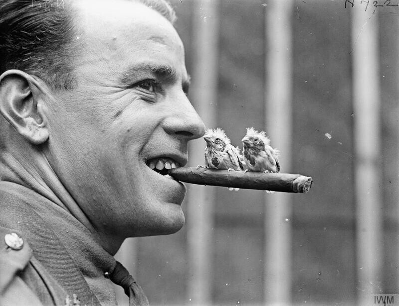 Британский солдат с двумя цыплятами-канареечками на сигаре, 1918 год.