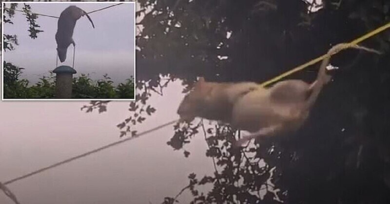 Видео: крыса проявила чудеса акробатики, пытаясь добраться до птичьей кормушки