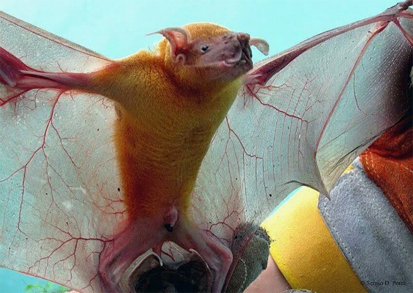 Большой зайцегуб: Невероятно для летучей мыши. Питается рыбой, хорошо плавает и подозрительно долго живёт