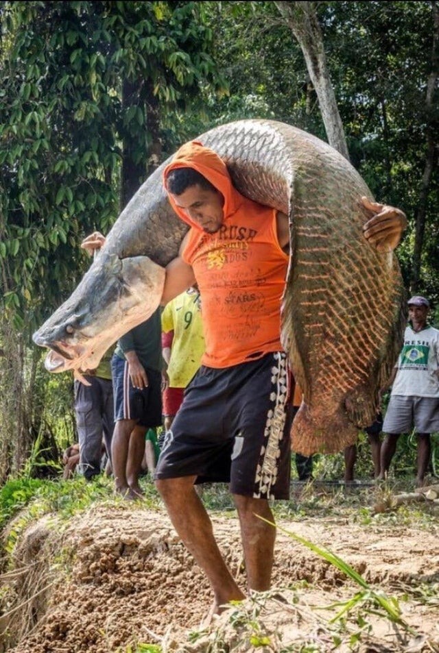 Арапайма - одна из самых крупных пресноводных рыб