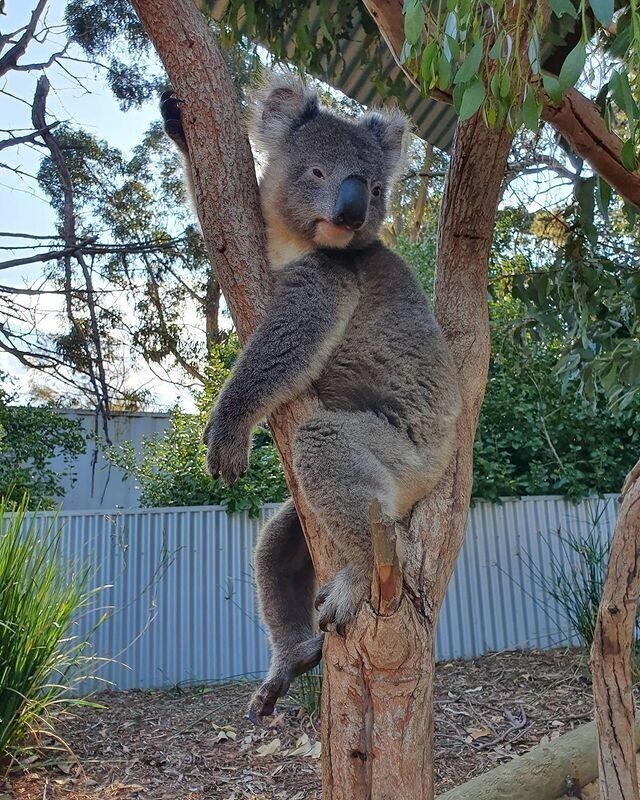 Необычный способ взвешивания коал