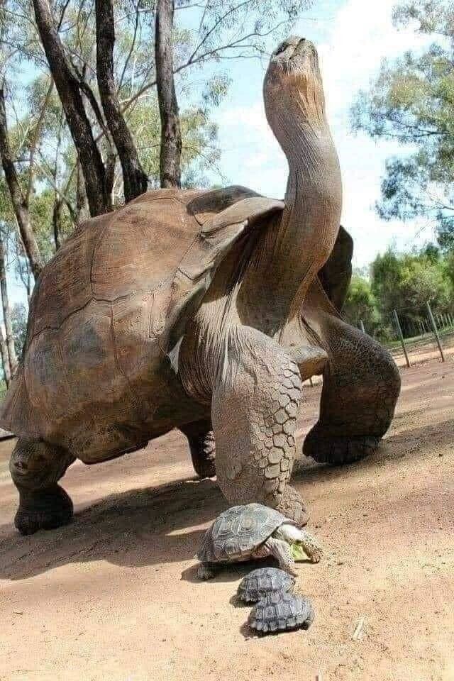 18. Эту черепаху зовут Джонатан, и он родился в 1832 году. В 2022 году ему исполнится 190 лет, что сделает его старейшим наземным животным на планете
