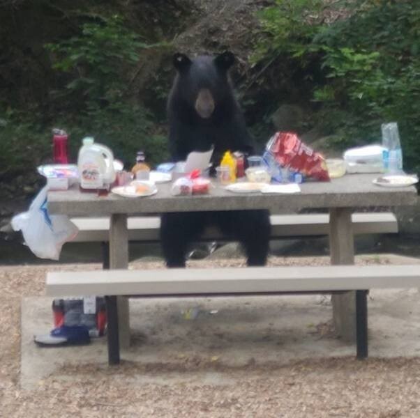 24. "Наш пикник прервал медведь, который уселся за стол совсем как человек и доел нашу еду"