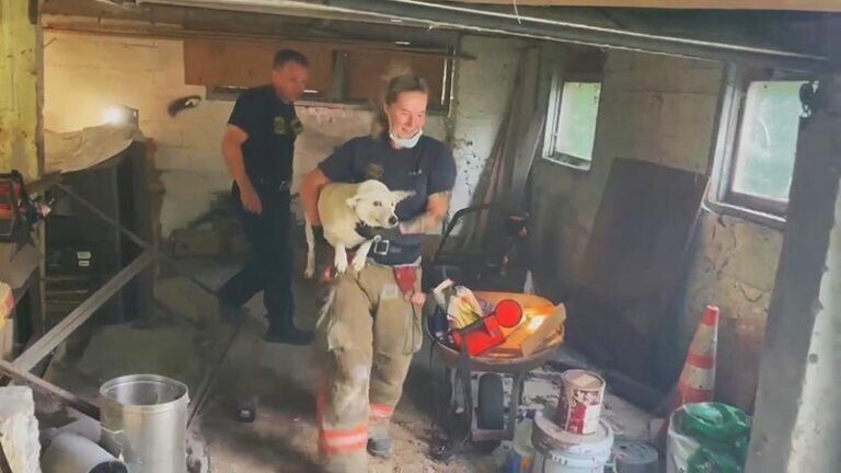 Пожарные спасли собаку, застрявшую между бетонными стенами