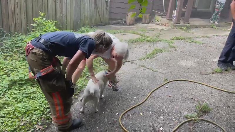 Пожарные спасли собаку, застрявшую между бетонными стенами