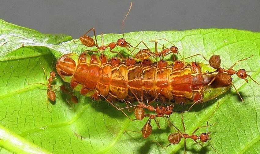 Удивительное устройство муравьиного общества
