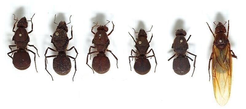 Удивительное устройство муравьиного общества