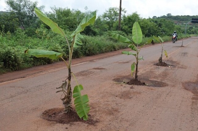 29. "Мы в Бразилии просто выращиваем в дорожных ямах бананы"