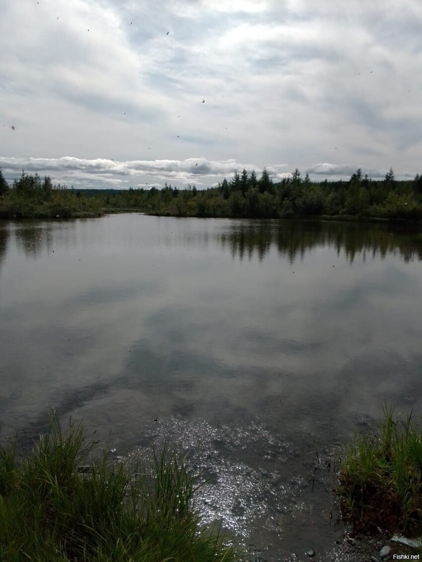 Брусника ,морошка созрели 