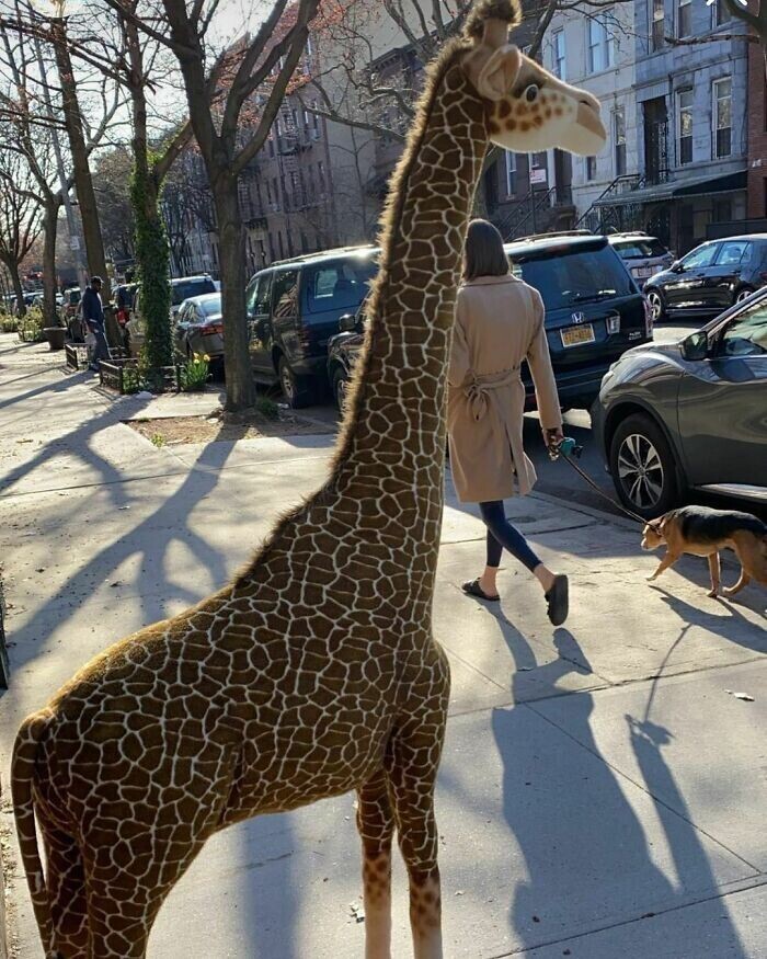 34. "Жираф никому не нужен?"