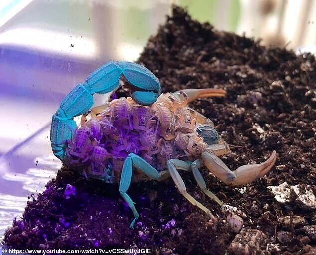 Почему скорпионы светятся в ультрафиолете?