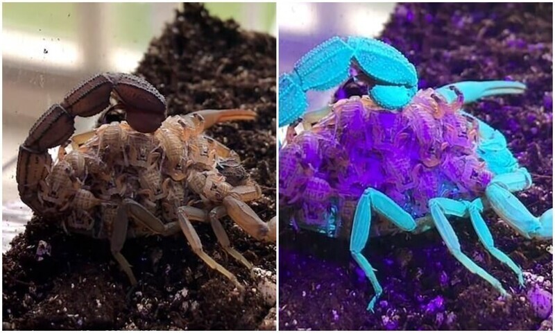Почему скорпионы светятся в ультрафиолете?