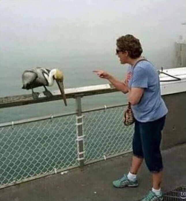 "Мою бабушку ущипнул пеликан. На этом фото она его отчитывает"