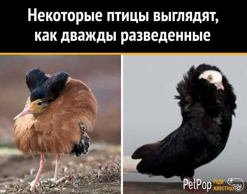 Умора: подборка забавных фото и мемов с птицами
