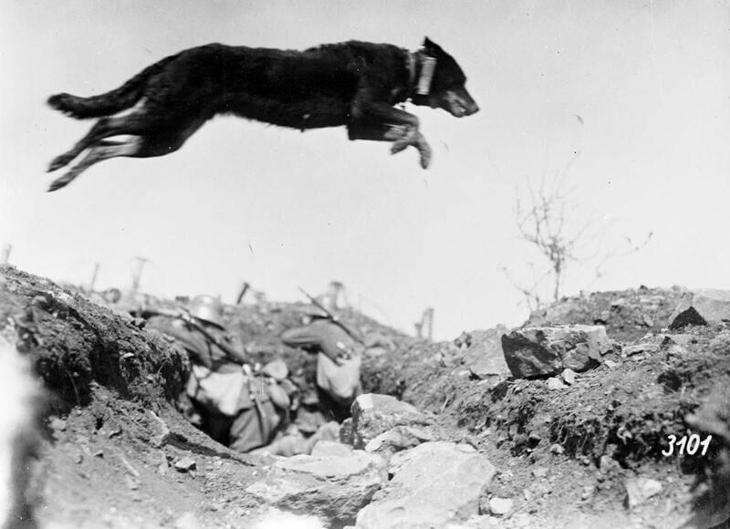Немецкая собака-связной перепрыгивает окоп во время тренировки, май 1917 г.