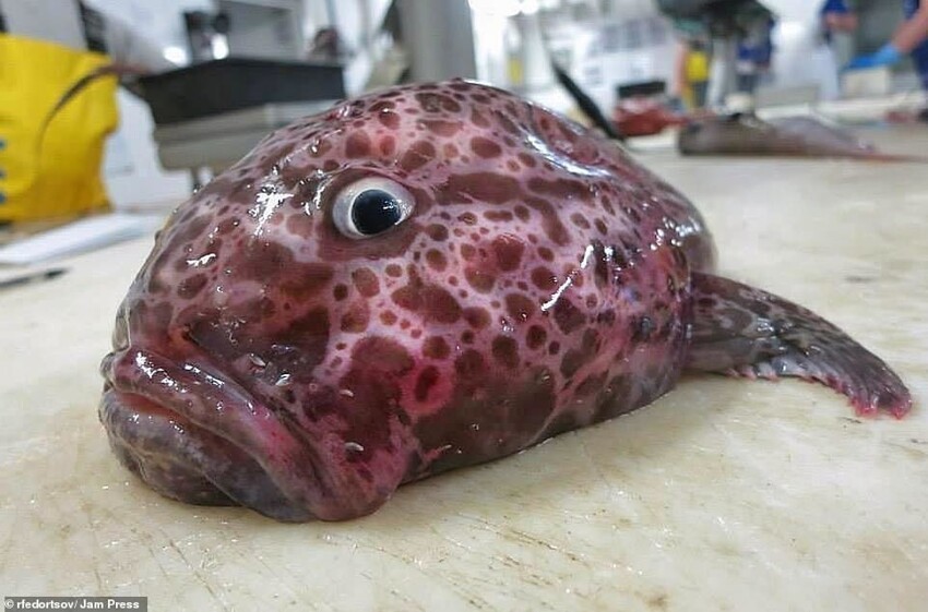 Ужасы из глубин: рыбак из Мурманска публикует фото страшных морских гадов, похожих на инопланетных чудищ