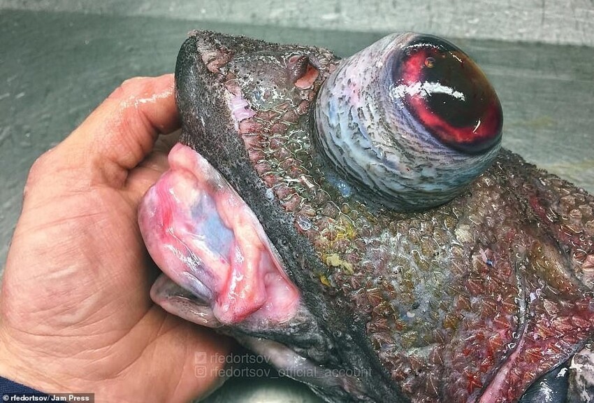 Ужасы из глубин: рыбак из Мурманска публикует фото страшных морских гадов, похожих на инопланетных чудищ