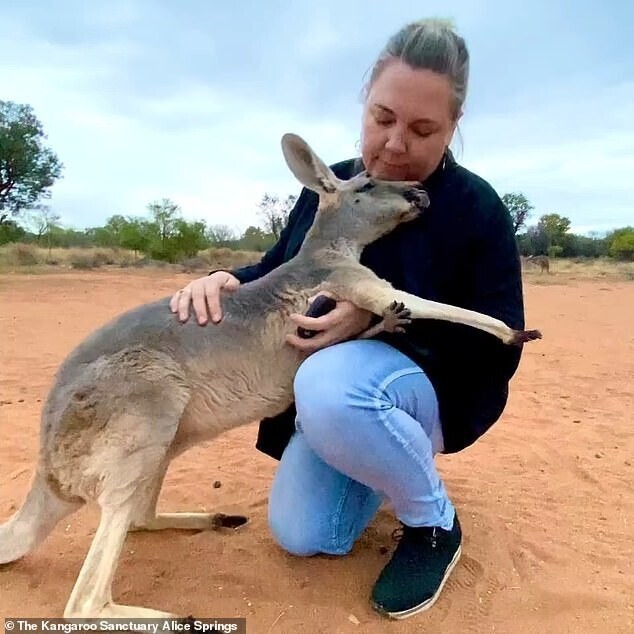 Благодарная кенгуру каждый день обнимает людей, которые ее спасли