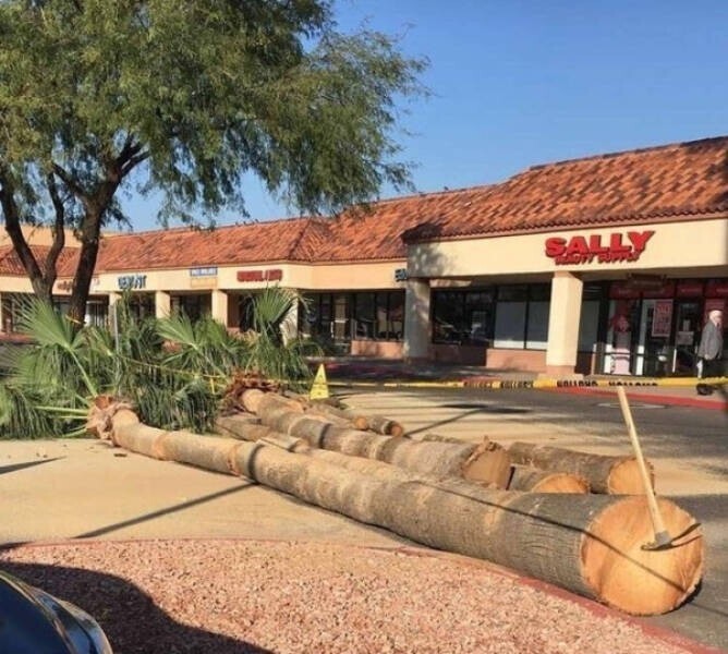 "Наш директор по хозяйственной части срубил все деревья во дворе, потому что ухаживать за ними слишком дорого"