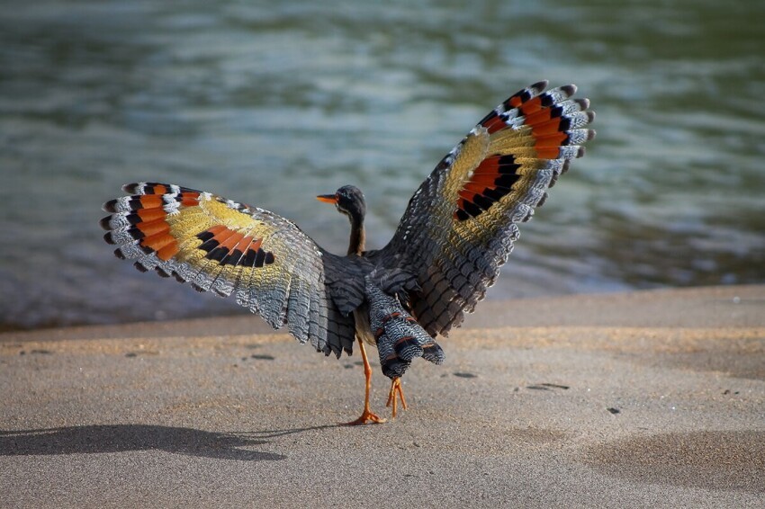 Солнечная цапля: Сила иллюзий. Птица показывает хищнику крылья, и тот в панике убегает. В чём дело?